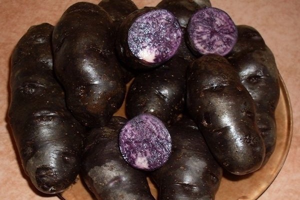 Опис сортів чорного картоплі, особливості вирощування та догляду