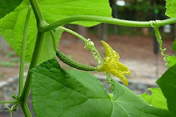 Чому погано ростуть огірки у відкритому грунті та теплицях, що робити