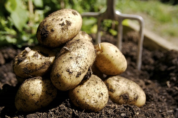 Причина почорніння гички у картоплі, і що робити?