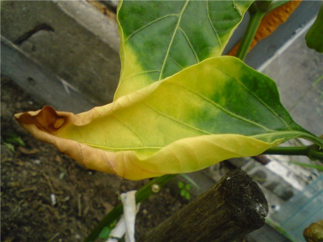 Причини, чому жовтіють і опадають листя висихають у перцю, що робити