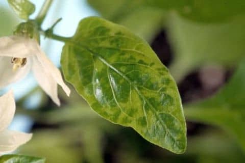 Причини і лікування хвороб перців, коли у розсади пупиришки і скручуються листя