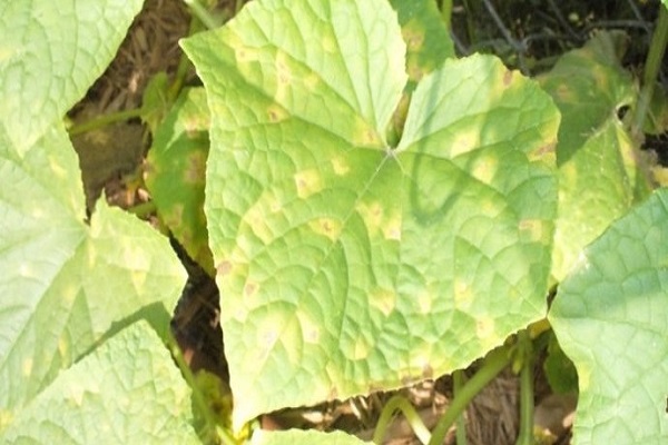 Причини появи мармурових листя огірків і що робити