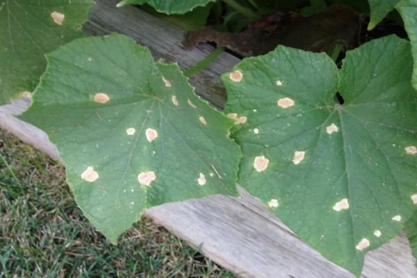 Причини появи мармурових листя огірків і що робити