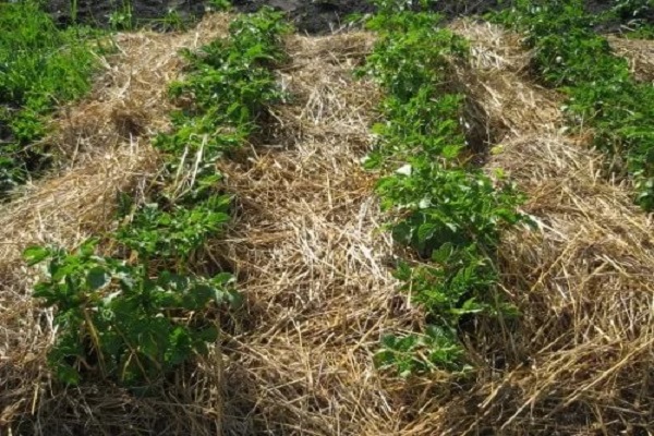 Різні способи мульчування для збільшення врожаю картоплі
