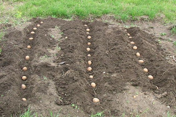 Різні способи мульчування для збільшення врожаю картоплі