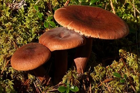 Рецепт як солити гриби горькушки в домашніх умовах