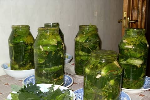 Рецепти соління огірків з дубовим листям на зиму в банках