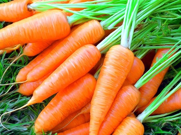 Секрети вирощування та догляду за морквою у відкритому грунті, щоб був гарний урожай