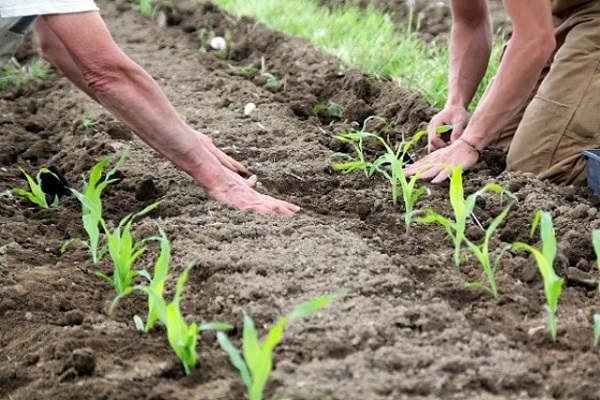 Технологія і норма посіву кукурудзи у відкритий грунт: як і коли садити