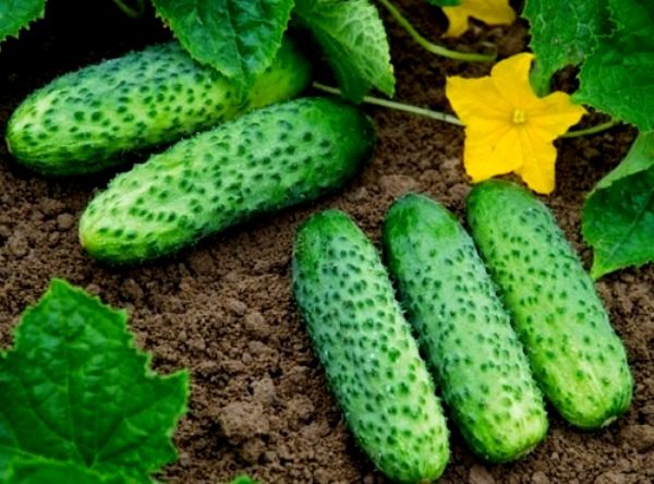 Технологія і секрети вирощування та догляду за огірками в теплиці з полікарбонату