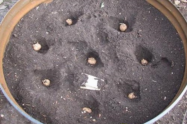 Технологія вирощування картоплі в бочці, плюси і мінуси методу