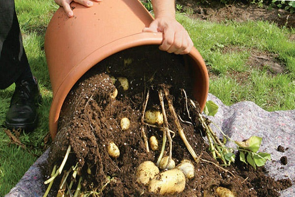 Технологія вирощування картоплі в бочці, плюси і мінуси методу