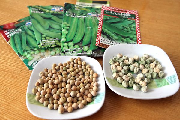 ТОП 30 кращих сортів насіння гороху з описом і характеристиками