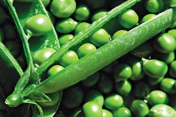 ТОП 30 кращих сортів насіння гороху з описом і характеристиками