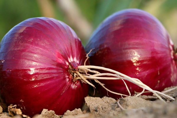 Догляд та вирощування фіолетового і червоного цибулі, користь і шкода, коли прибирати і як зберігати
