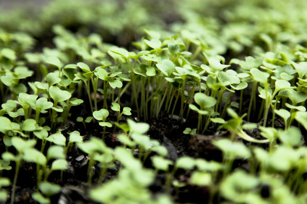 Вирощування і догляд за китайською капустою у відкритому грунті на городі