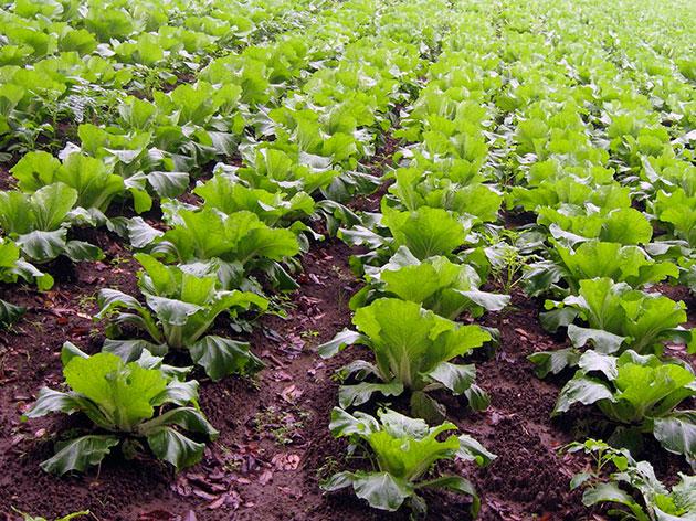 Вирощування і догляд за китайською капустою у відкритому грунті на городі
