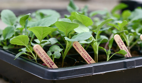 Вирощування і догляд за савойської капустою у відкритому грунті