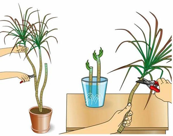 Драцена Маргіната – вирощування в кімнатних умовах
