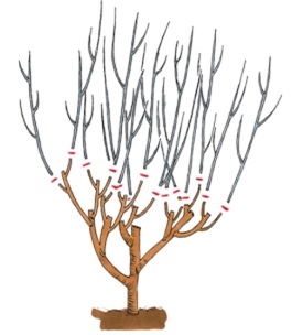 Гібіскус деревовидний – правила посадки, особливості догляду та розмноження