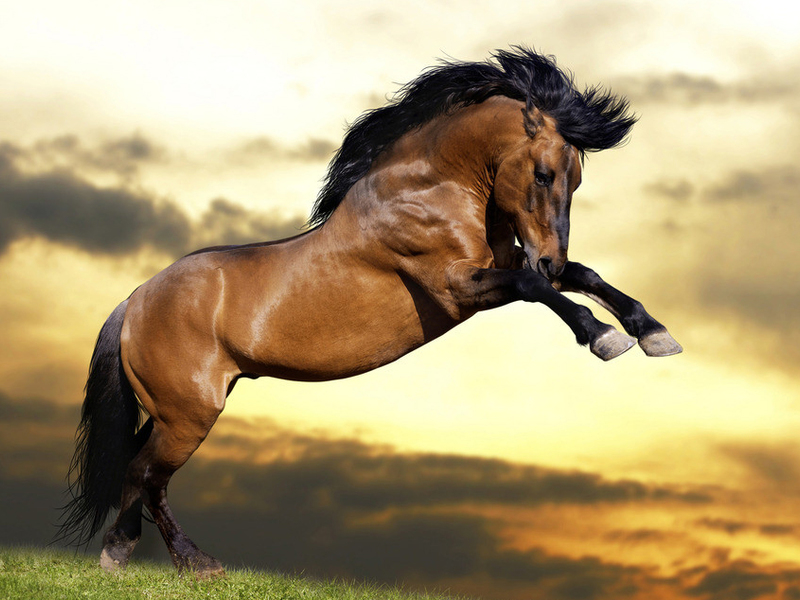 Гнідий кінь — опис масті, поради по правильному догляду