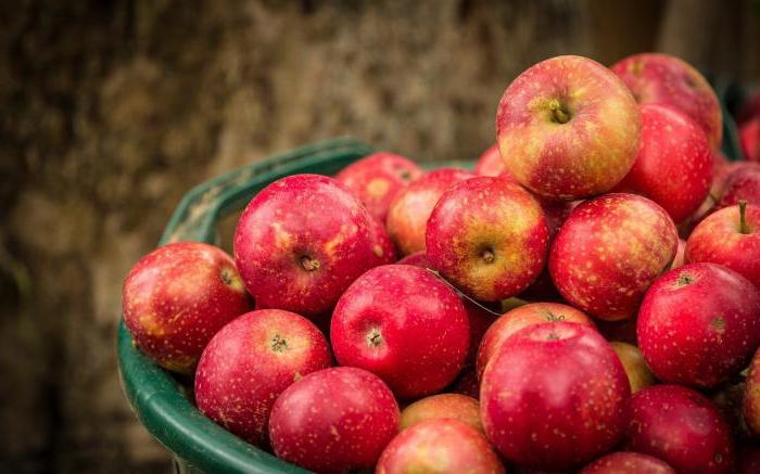 Колоновидна яблуня — декоративна культура з рясним плодоношенням