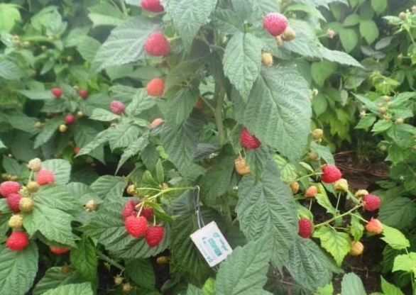 Малинове дерево — як отримати рясний урожай смачної ягоди?
