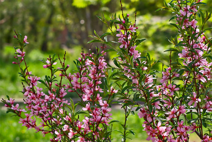 Мигдальне дерево — кісточкова рослина з красивим цвітінням