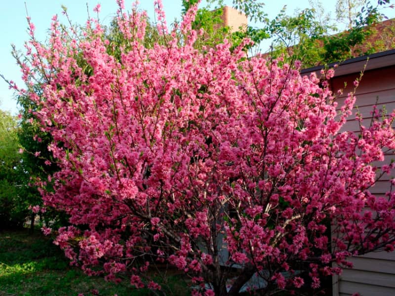 Мигдальне дерево — кісточкова рослина з красивим цвітінням