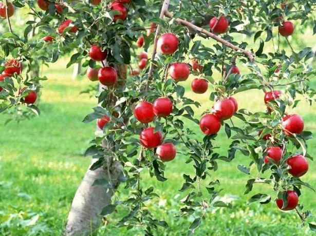Пересадка дорослої яблуні восени — як правильно проводити процедуру