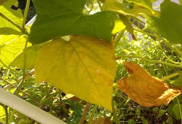 Чому жовтіє листя огірків – основні причини