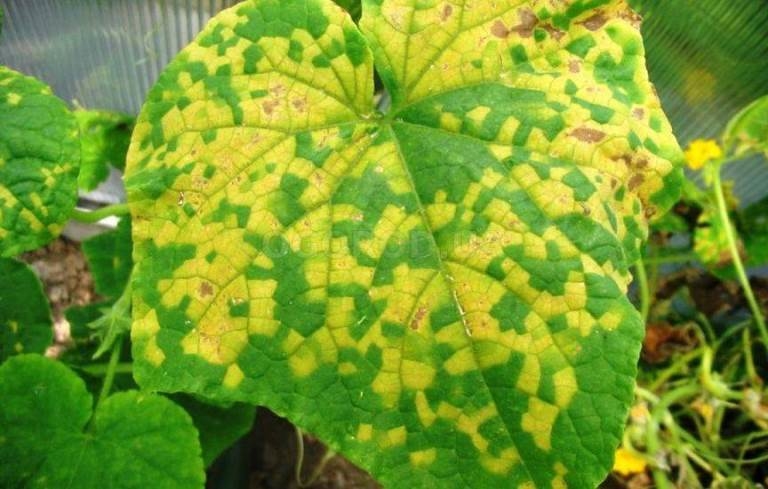 Чому жовтіє листя огірків – основні причини