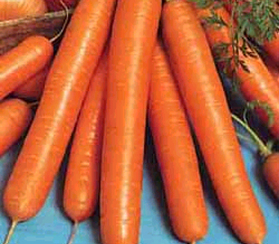 Посадка моркви під зиму — надійний спосіб отримати ранній врожай