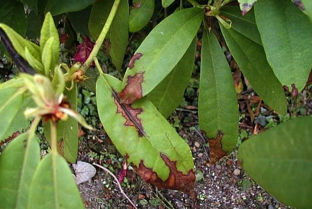 Рододендрон — незвичайне рослина в домашніх умовах