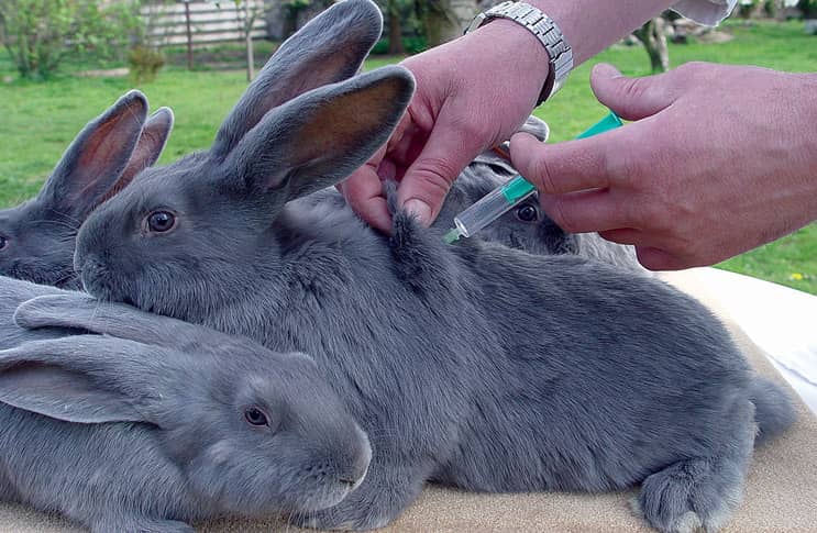 Найнебезпечніші хвороби кроликів — як вберегти звірків і не заразитися самому