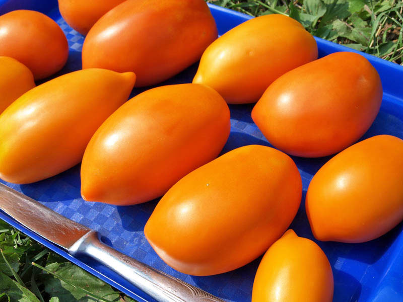 Томат Кенігсберг — як отримати від 5 до 20 кг помідорів з 1 кв. метра