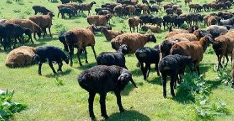 Гиссарская порода овець – відмінні риси, зміст і годування