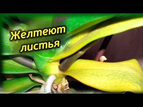 Чому жовтіє листя у орхідеї і як з цим боротися?