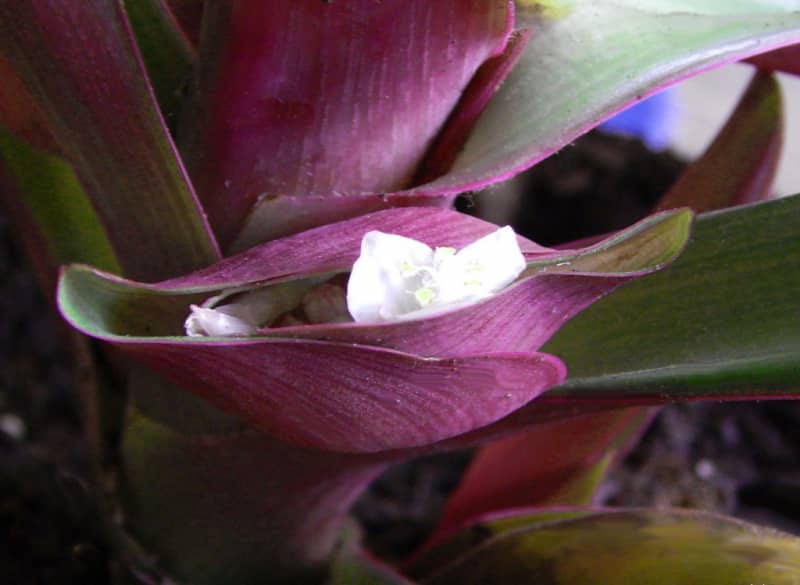 Рео — секрети догляду за тропічним квіткою в домашніх умовах
