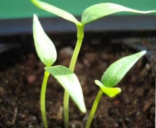 Зелений перець – кращі сорти для відкритого ґрунту