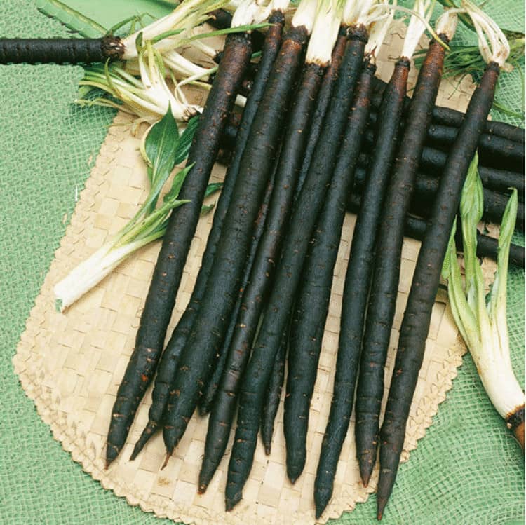 Чорна морква — корисна екзотика на городі