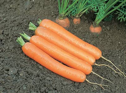 Як вибрати насіння моркви — список кращих сортів