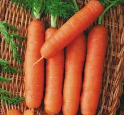 Як вибрати насіння моркви — список кращих сортів