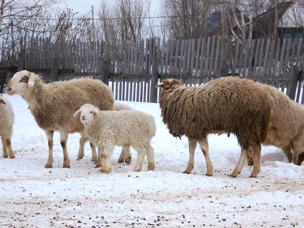 Продуктивні види породи для розведення овець