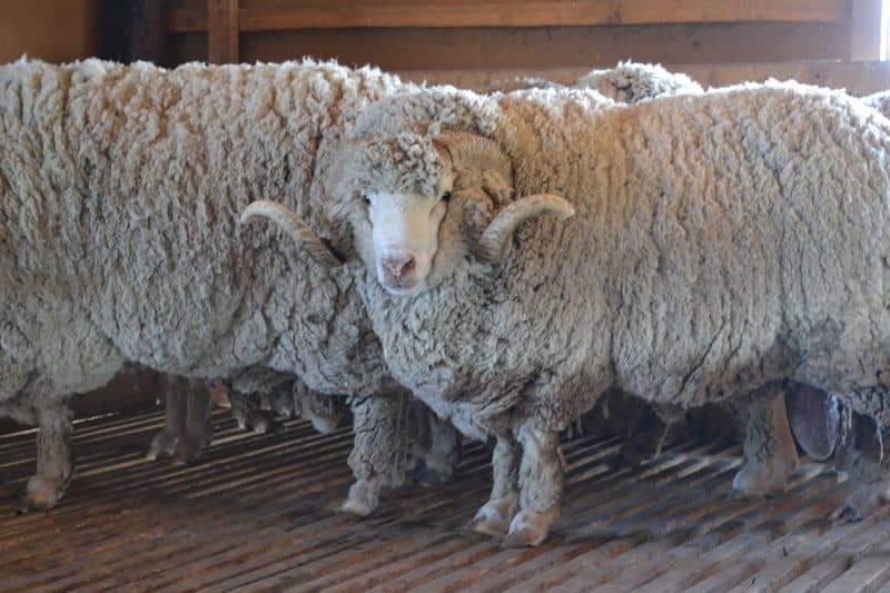 Продуктивні види породи для розведення овець
