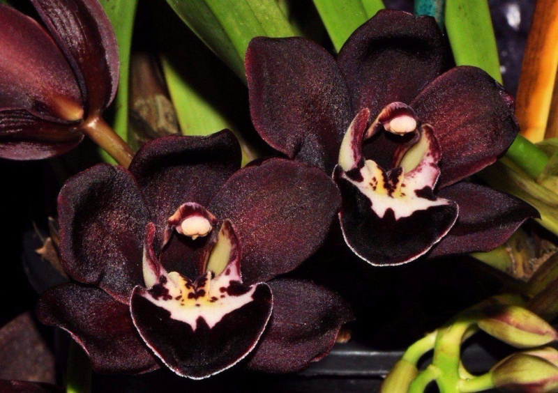 Чорна орхідея: секрети домашнього вирощування