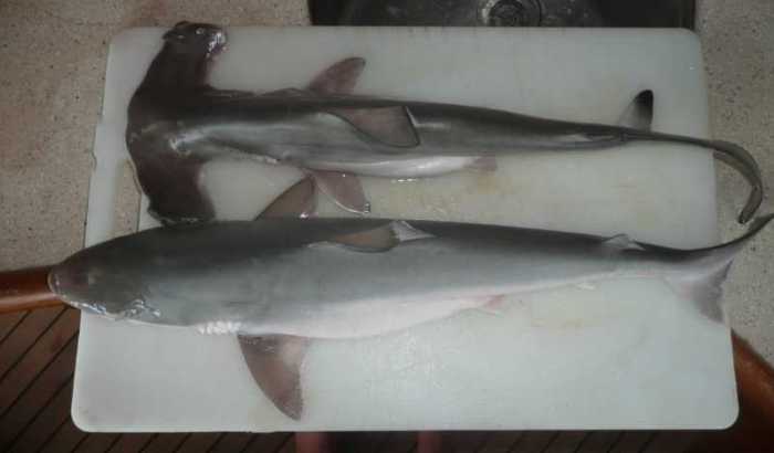 Копчена акула: рецепт приготування, склад, смакові якості