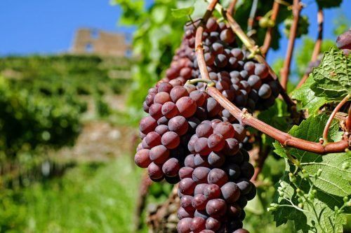 Алергія на виноград