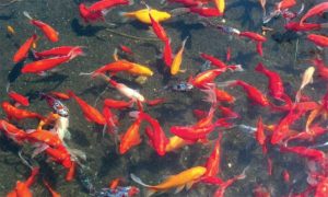 Рибки для ставка на дачі   як вибрати і доглядати за живими рибками в маленькому ставку своїми руками, детально про золотих рибок