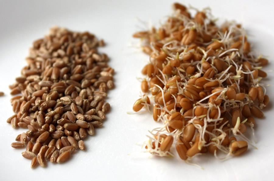 Пророщені зерна: користь і шкода, правила вживання, вплив на організм